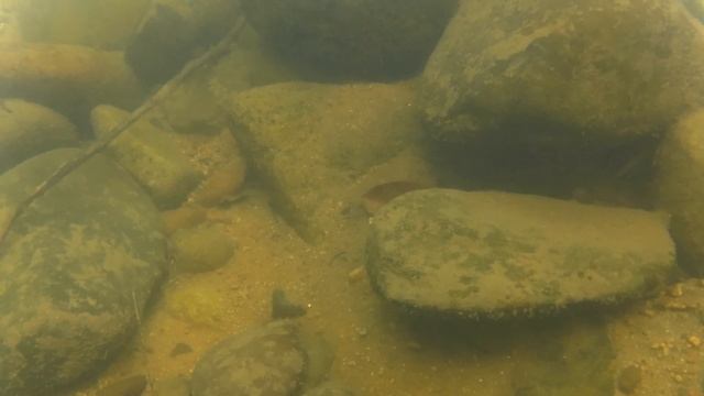 【4K】Bucephalandra oncophora and fish in West Kalimantan смотреть онлайн