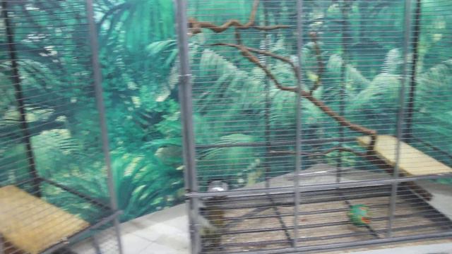 Выставка обезьян в САНиМАРТ часть2_ПензаТренд смотреть онлайн