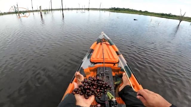 COISA ESTRANHA E PERIGOSA, BOTEI A MÃO E FUI PICADO! Pescaria Com Vara De Bambu.