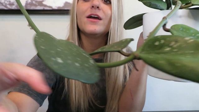 My ENTIRE Hoya Collection! 50+ Hoyas!