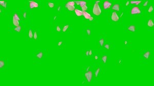 Футаж Лепестки роз падают хромакей