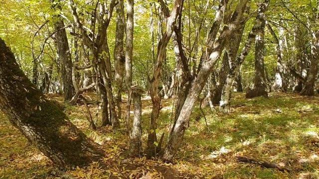 Муфлоны в Крыму смотреть онлайн