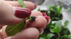 Как спасала залитые черенки гортензии Лайм Лайт. Как отделяю черенки.