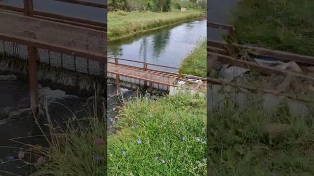 оптимальный пруд для форели ) смотреть онлайн