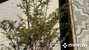 Обрезка-формировка спиреи,сорт -Грефшейм.