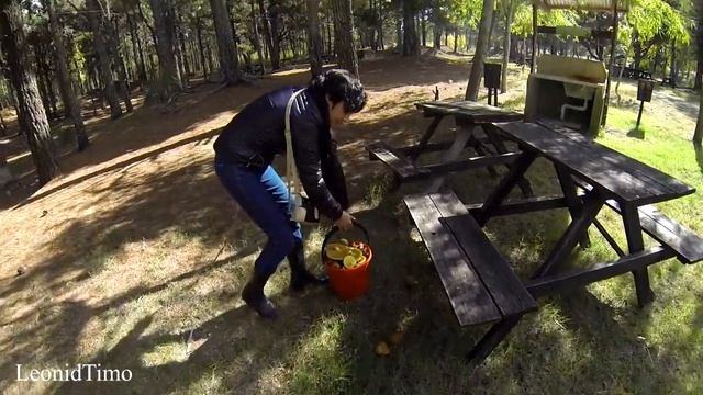 С Наташей за грибами. РЫЖИКИ и МАСЛЯТА.