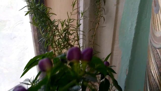 В гостях у дяди Толи орхидеи и не только. 😘 смотреть онлайн