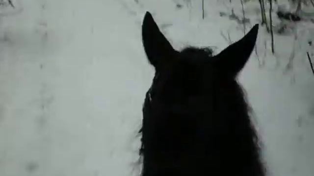 Брянский лес зимой. смотреть онлайн