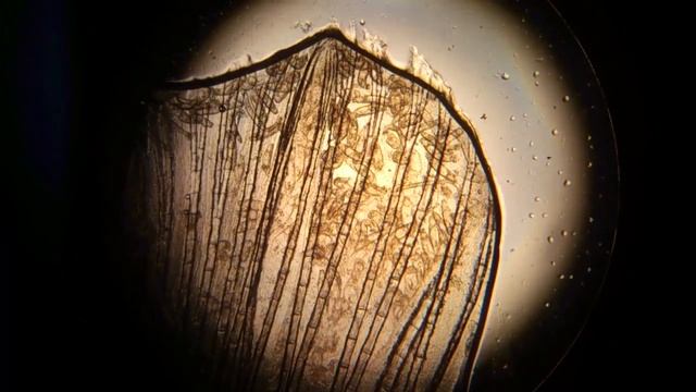 Gyrodactylus смотреть онлайн