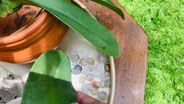 How I triggered Phalaenopsis Keikies смотреть онлайн
