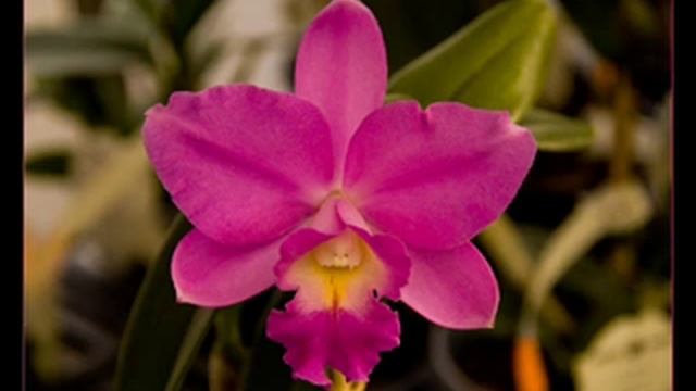 ARMAND AMAR TE AMO смотреть онлайн