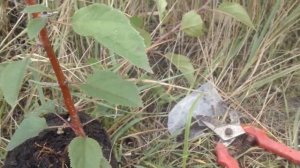 Посадка плодовых саженцев на холм по Железову - весной и осенью