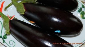 Баклажан обыкновенный Черный опал (chernyy opal) ? обзор: как сажать, семена баклажана Черный опал