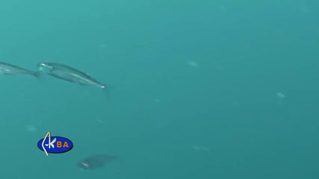 Атерина черноморская. Рыбы Черного моря. Atherina pontika смотреть онлайн