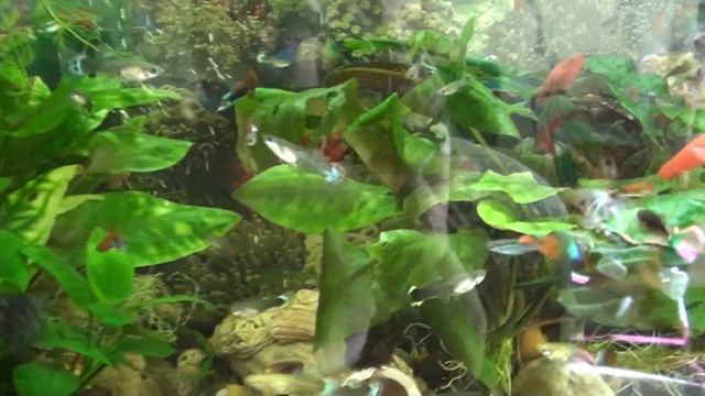 НЕРЕСТ ТАРАКАТУМОВ | ИНКУБАЦИЯ ИКРЫ ТАРАКАТУМОВ | МАЛЁК ТЕРНЕЦИИ ГЛОФИШ смотреть онлайн