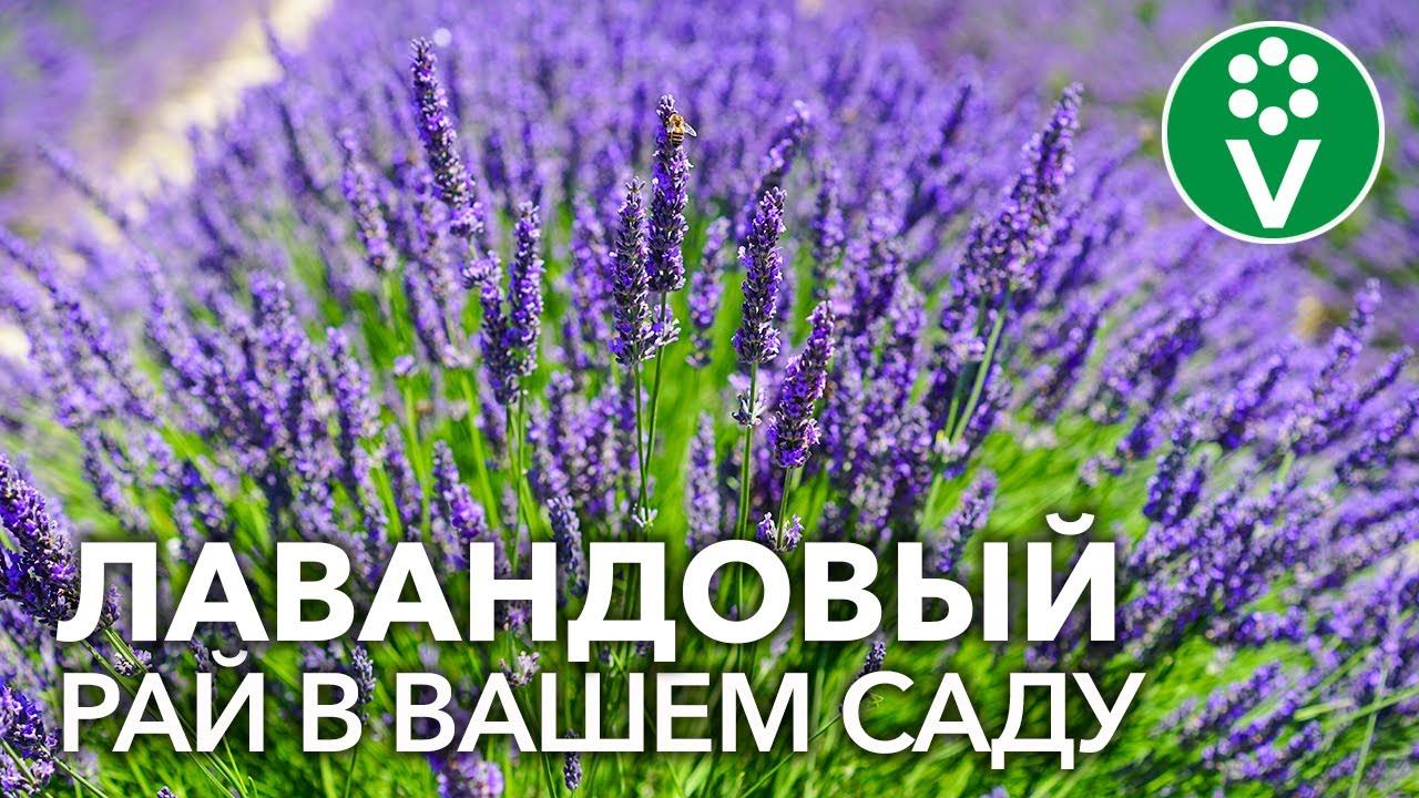 ЛАВАНДОВЫЙ РАЙ. Секреты выращивания лаванды от хозяйки лавандовой фермы смотреть онлайн