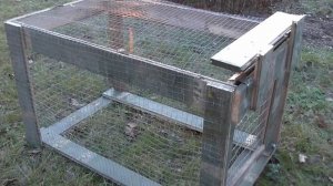 Ловушка на фазана типа клетка. Как сделать ловушку. Охота на фазана.