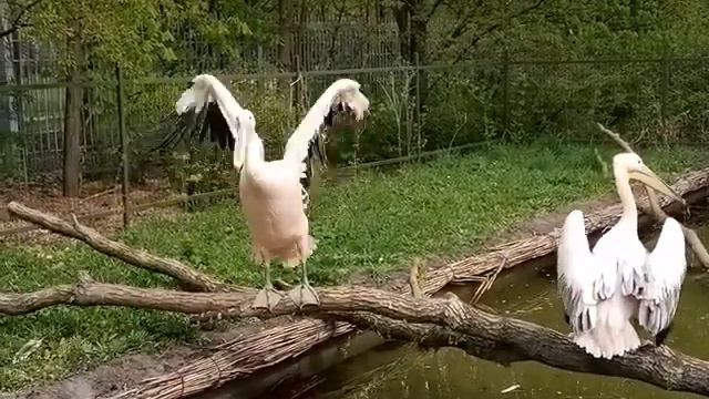 Оновлений Черкаський зоопарк смотреть онлайн