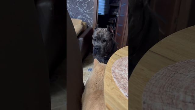 Переглядки) #cane #tttt #canecorso #канекорсо #canecorsoitaliano #канекорсоитальяно #кане смотреть онлайн