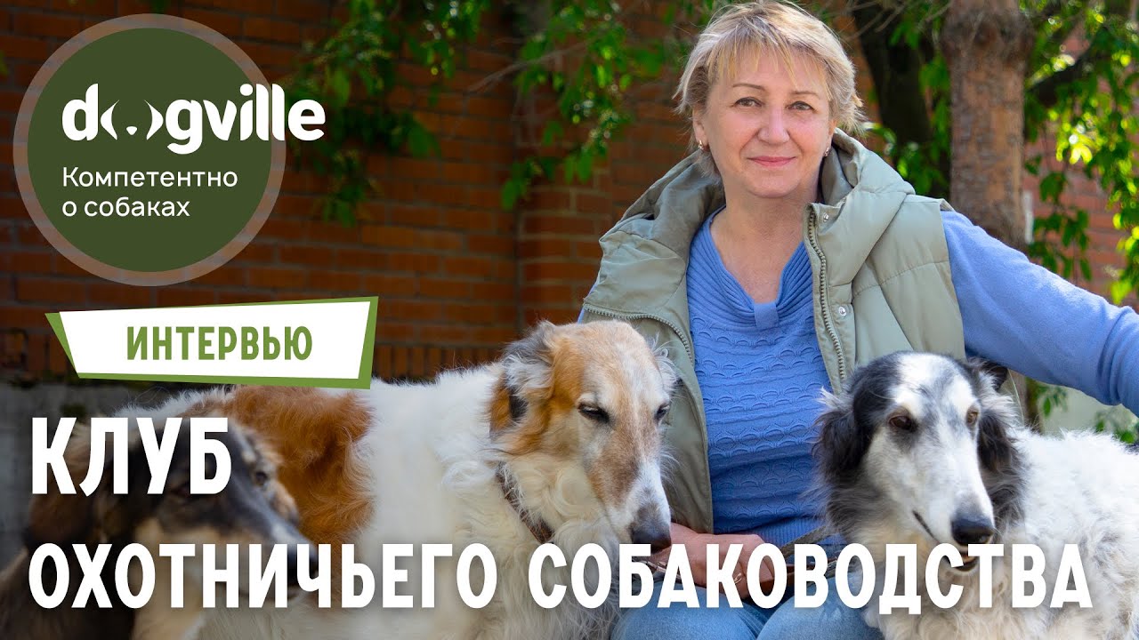 Охотничье собаководство - Как появился и развивается Клуб Петербургский Борзой - Все о Борзых смотреть онлайн