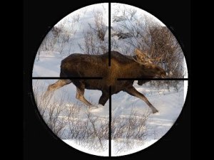 Выбираем прицел "ЗАГОННИК"