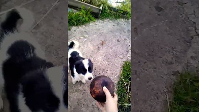 Щеночки#1 смотреть онлайн