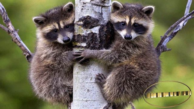 Новая презентация смотреть онлайн