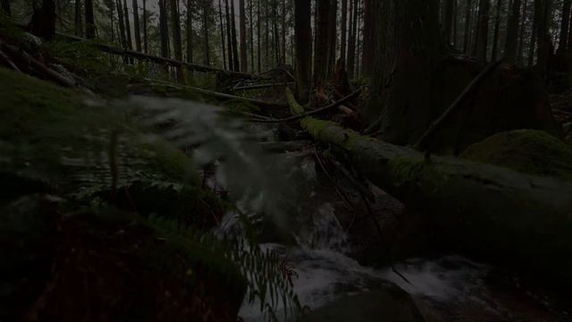 Nikon Z7 II - Putting The New Lenses To The Test On A Spooky/Foggy Day