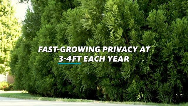 Cryptomeria Radicans - Or Cryptomeria Japonica | Lush Foliage For Stunning Privacy