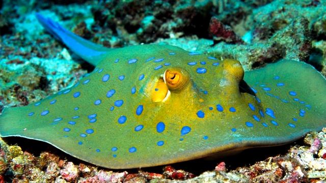 Электрический скат - интересные факты смотреть онлайн