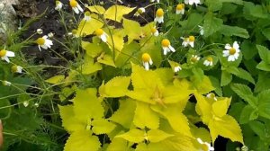 Моя грядка пряных трав/Июнь 2021/Аптекарский огород