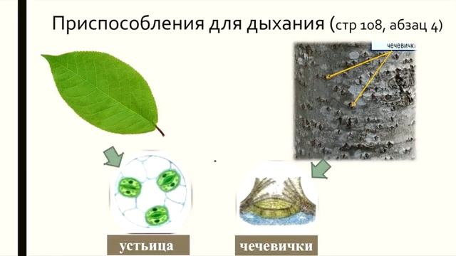 Урок Кананыхина Е.В. "Дыхание растений" смотреть онлайн