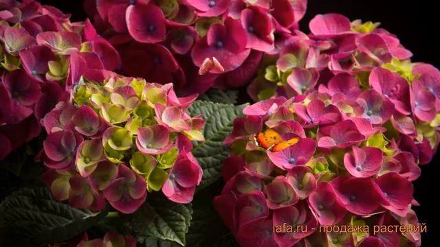 Гортензия крупнолистовая Нинбо (ningbo) ? обзор: как сажать, саженцы гортензии Нинбо смотреть онлайн