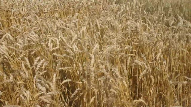 Пшеница мягкая яровая Ликамеро смотреть онлайн