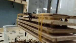 Как устроен инсектарий чёрной львинки