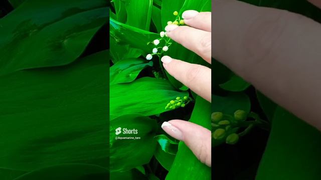 #ландыши #shorts смотреть онлайн