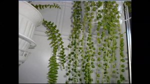 Экзотика на дому. Крестовник Роули
