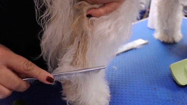 How To EFFECTIVELY Detangling  A MATTED Dog.