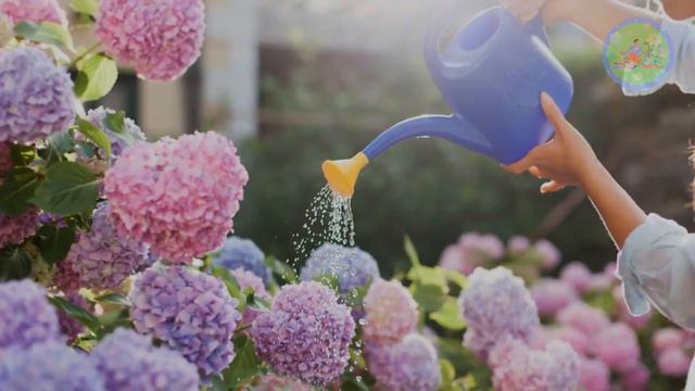 How To Grow & Care for Hydrangeas | Tips for Beginners смотреть онлайн