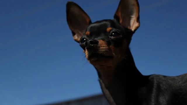 21. #Русский той терьер. #Миккешка. #Дождись меня. #Мне не хватает тебя.@666Anastasia смотреть онлайн