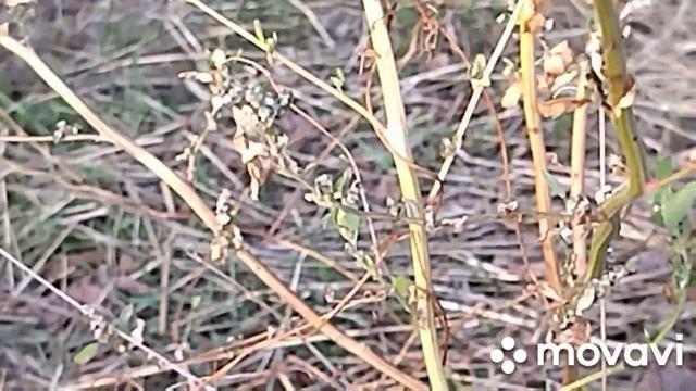 46 кг копченных мясных продуктов ???, 5 кг творога, 1,5 кг масла. Элитный козел. Видео Дзен в ссылк смотреть онлайн