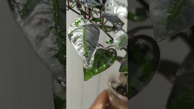 Острый перец комнатный, многолетний Новосибирский Самородок смотреть онлайн