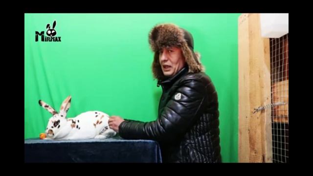 Рекс куйони хакида малумот❗ Reks Quyoni Haqida Malumot ❗