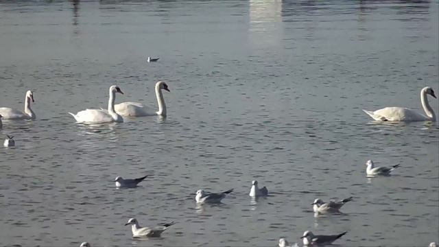 Анапа. Чёрное море. Лебеди, утки, чайки...декабрь 2017г. смотреть онлайн