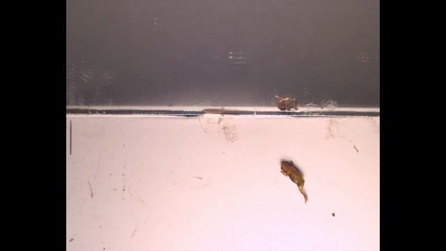 Why tiny Brazilian frogs are clumsy jumpers смотреть онлайн