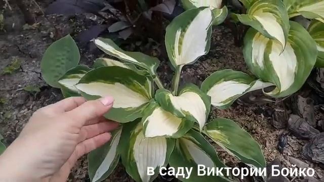 Обзор хост Vulcan, Raspberry Sundae. смотреть онлайн