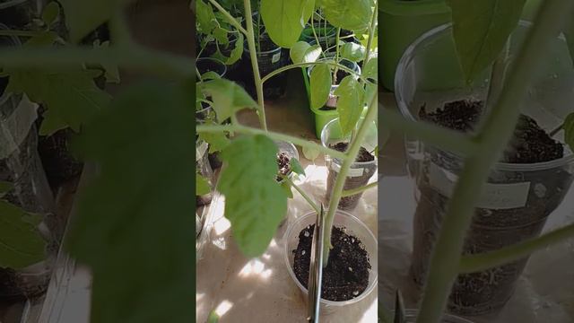 ЧТО ДЕЛАТЬ С ВЫТЯНУВШЕЙСЯ РАССАДОЙ ПОМИДОРОВ ПЕРЕД ПОСАДКОЙ В ГРУНТ