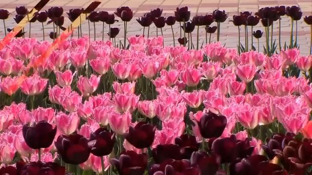 Душанбе самый красивый город | Dushanbe, the most beautiful city Tajik Music HD смотреть онлайн