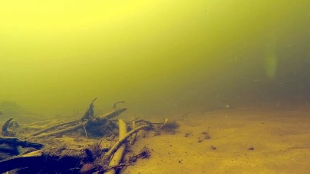 Natural biotope of the Volga River, fish habitat. смотреть онлайн