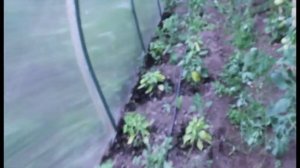 Капельный полив водой со скважины